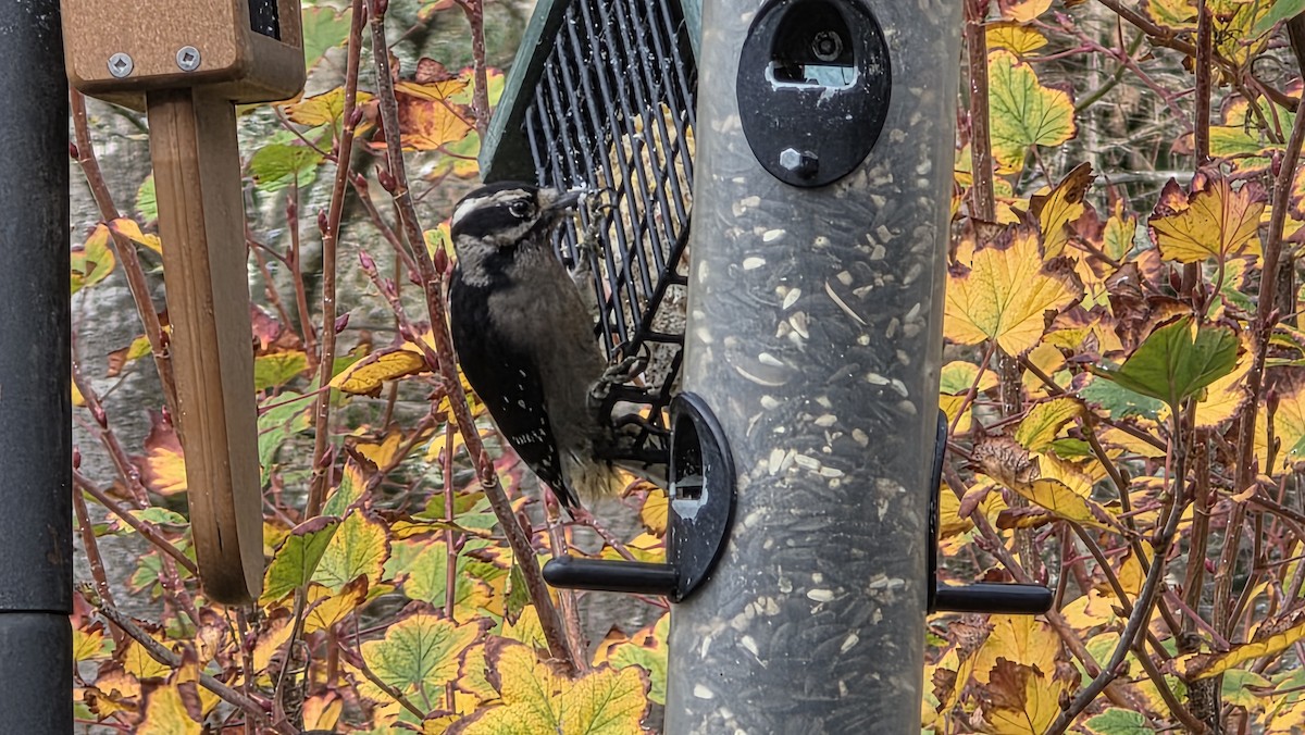 Hairy Woodpecker - ML645929652