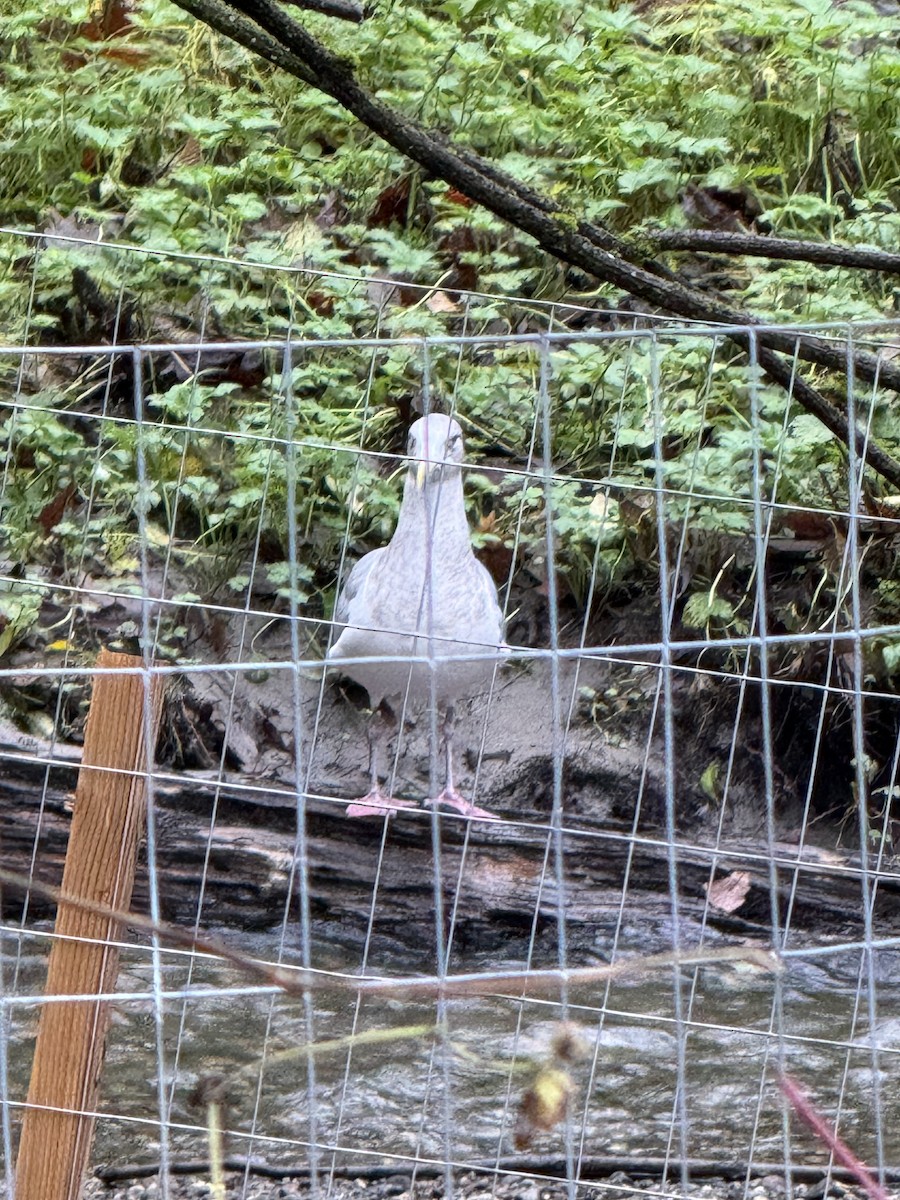 gull sp. - ML645929653