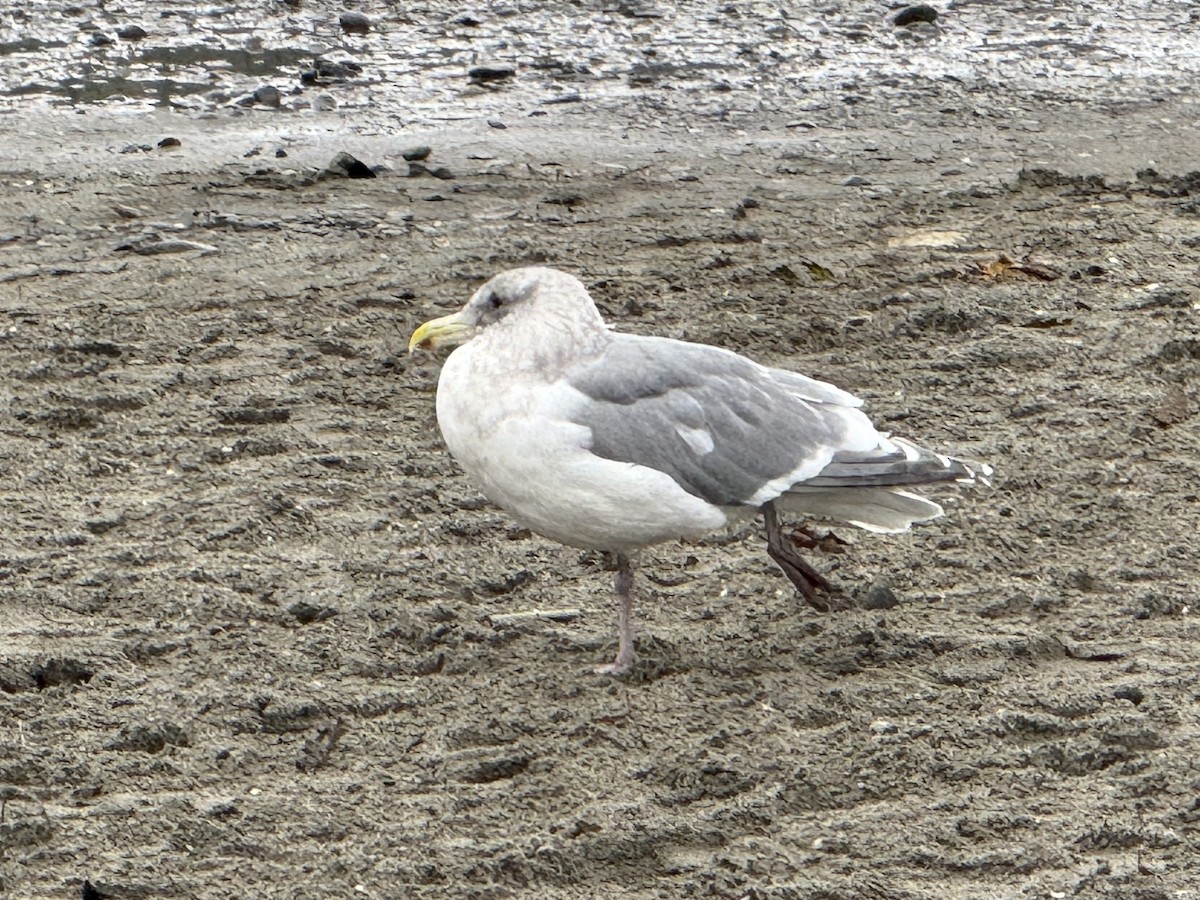 gull sp. - ML645929654