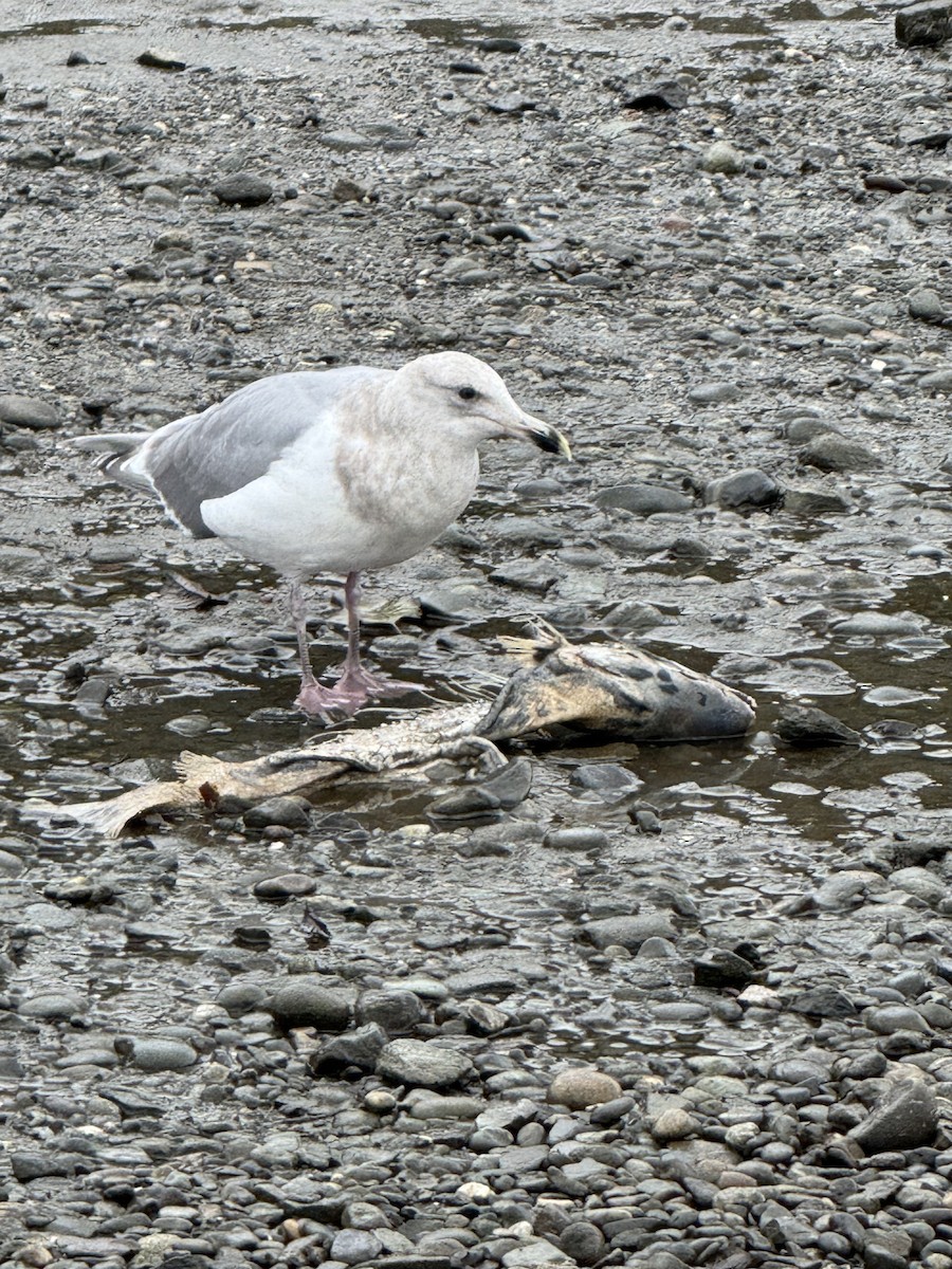 gull sp. - ML645929655