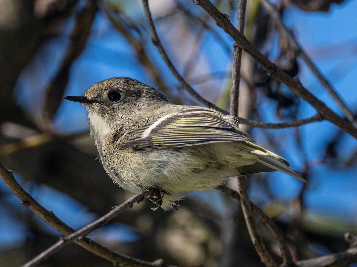Ruby-crowned Kinglet - ML645929666