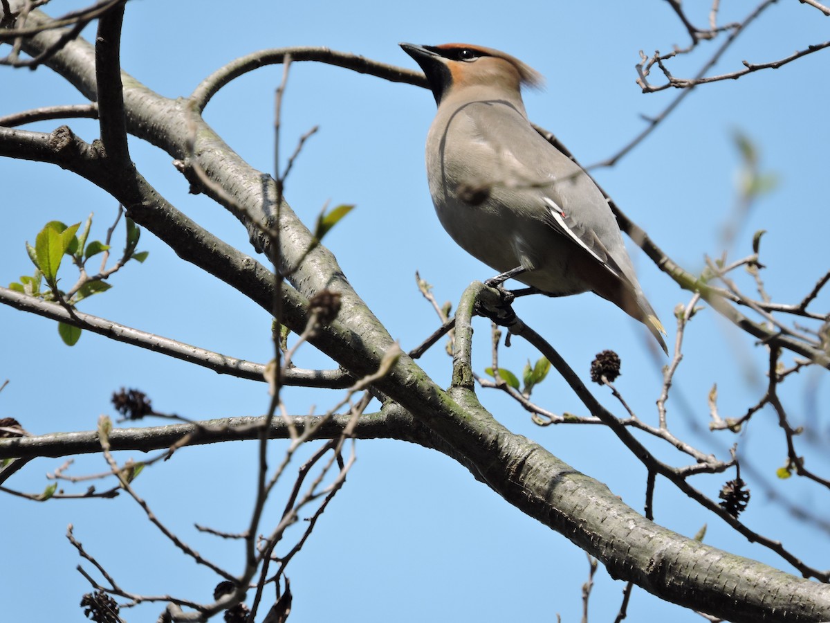 Buztanori boreala - ML645929677