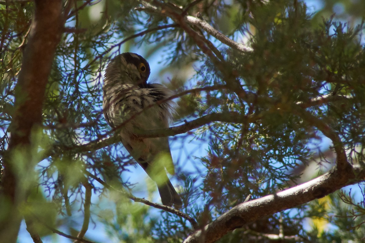 Brown-headed Honeyeater - ML645929678