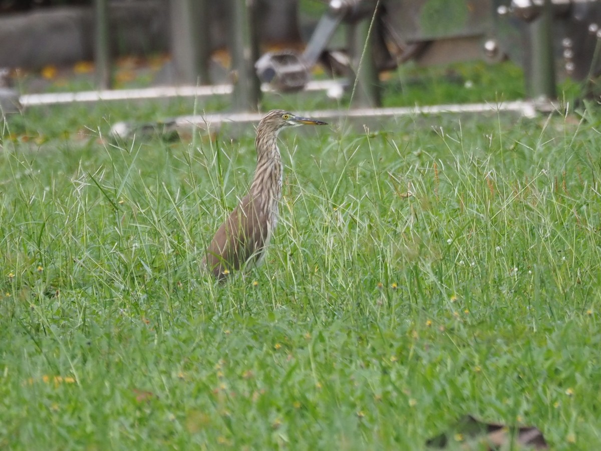 Chinese Pond-Heron - ML645929679