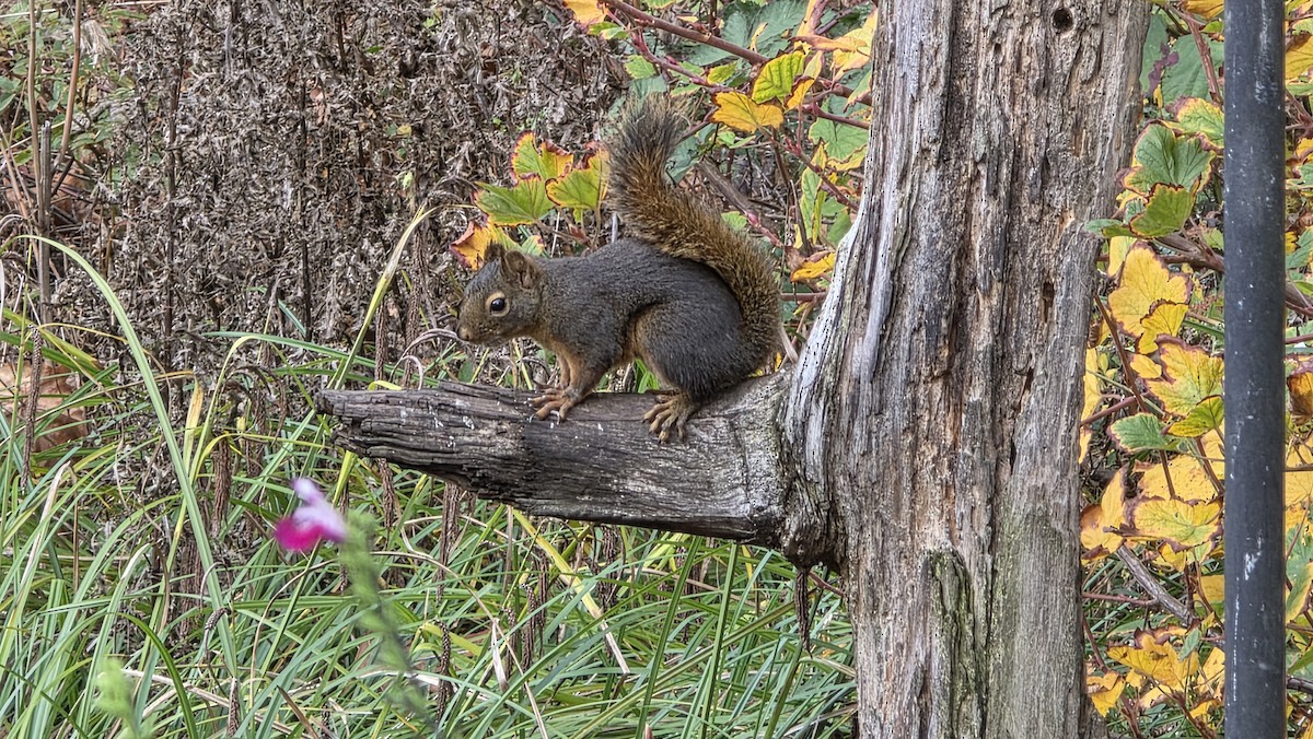 Animals - ML645929683