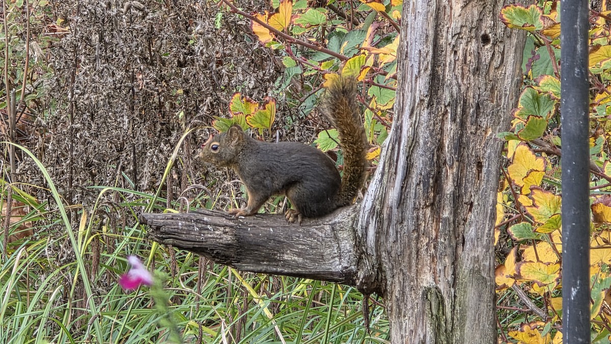 Animals - ML645929684