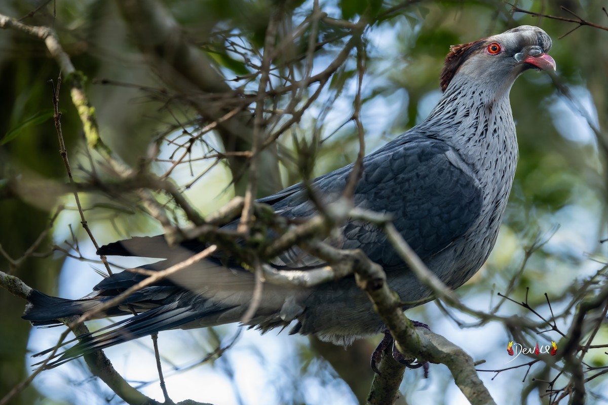 Topknot Pigeon - ML645929691