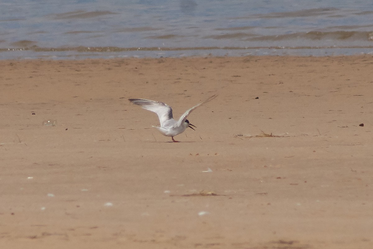 Little Tern - ML645929693