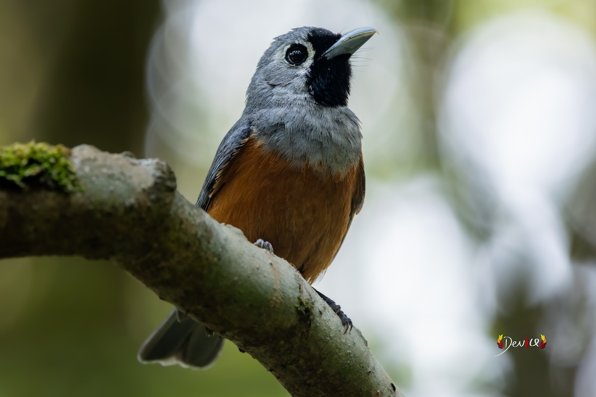Black-faced Monarch - ML645929694