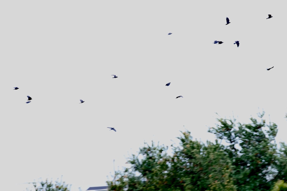 禿鼻鴉 - ML645929703