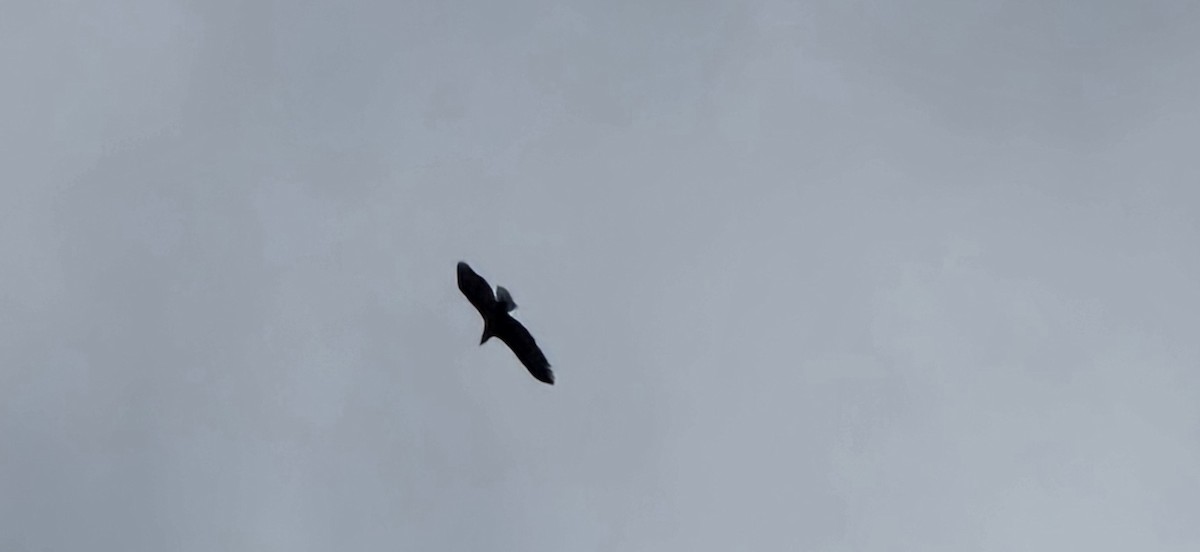 Bald Eagle - ML645929706