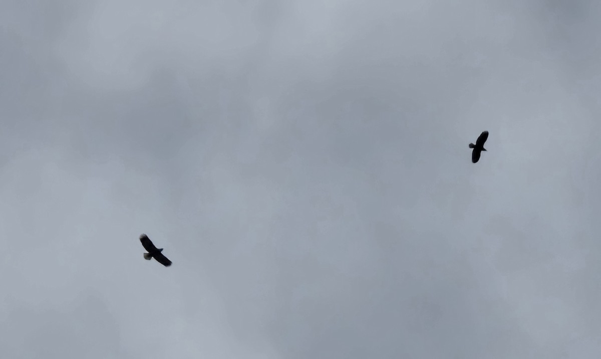 Bald Eagle - ML645929708