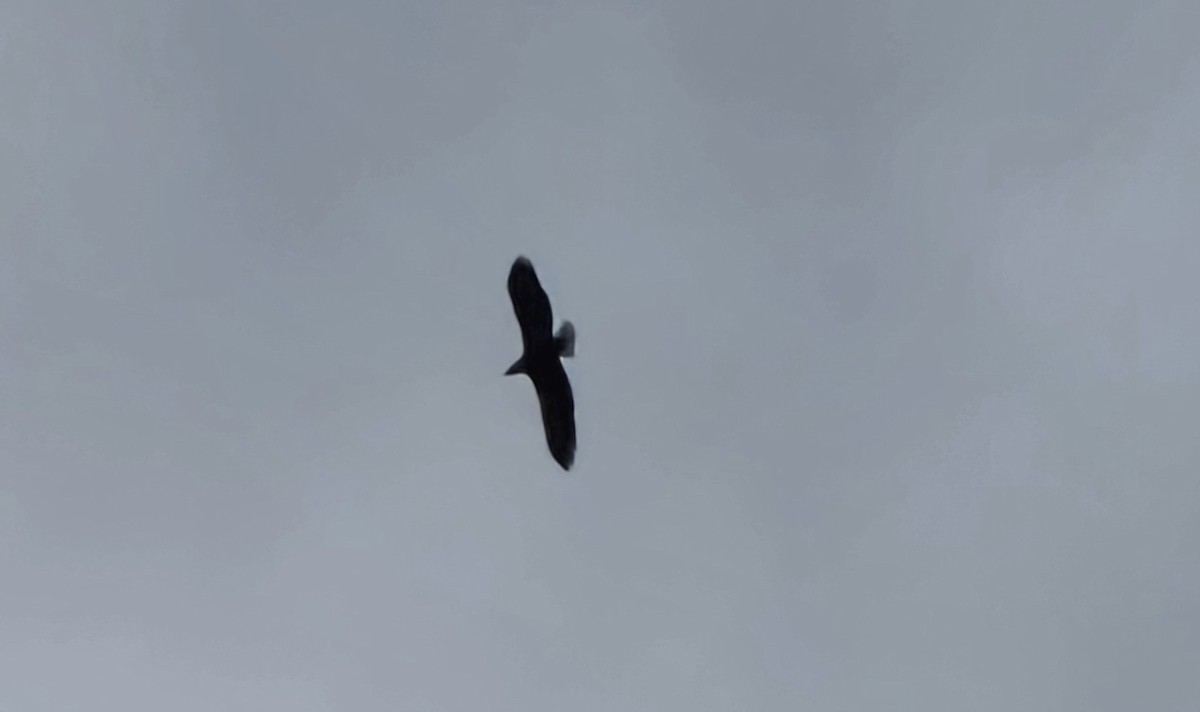 Bald Eagle - ML645929709