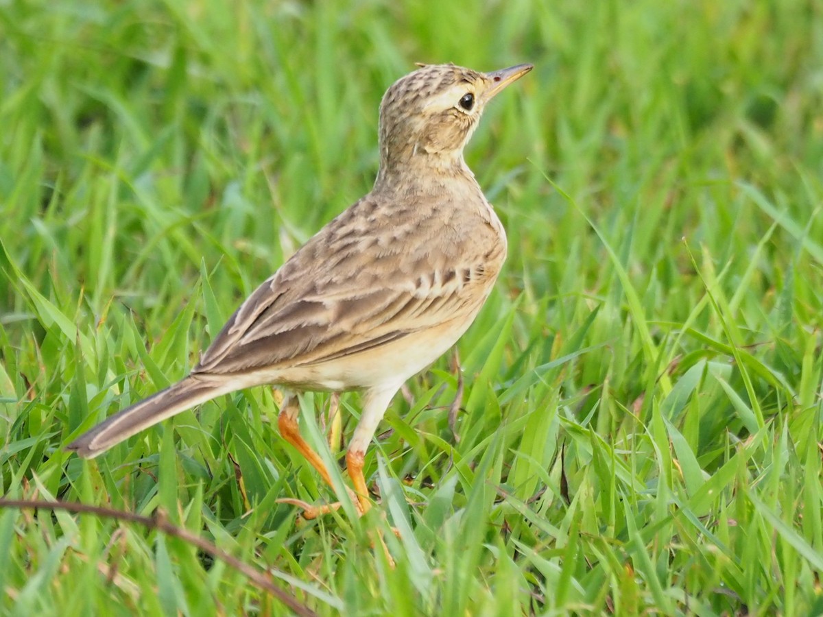 Paddyfield Pipit - ML645929710