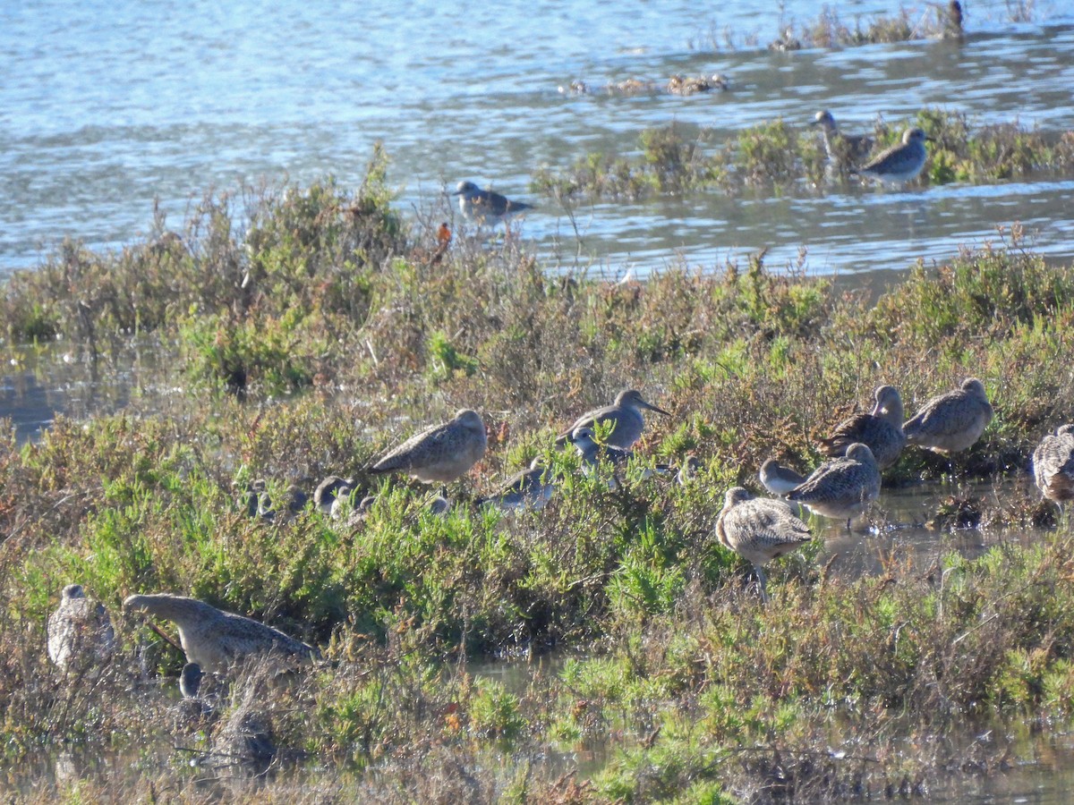 Willet - ML645929711