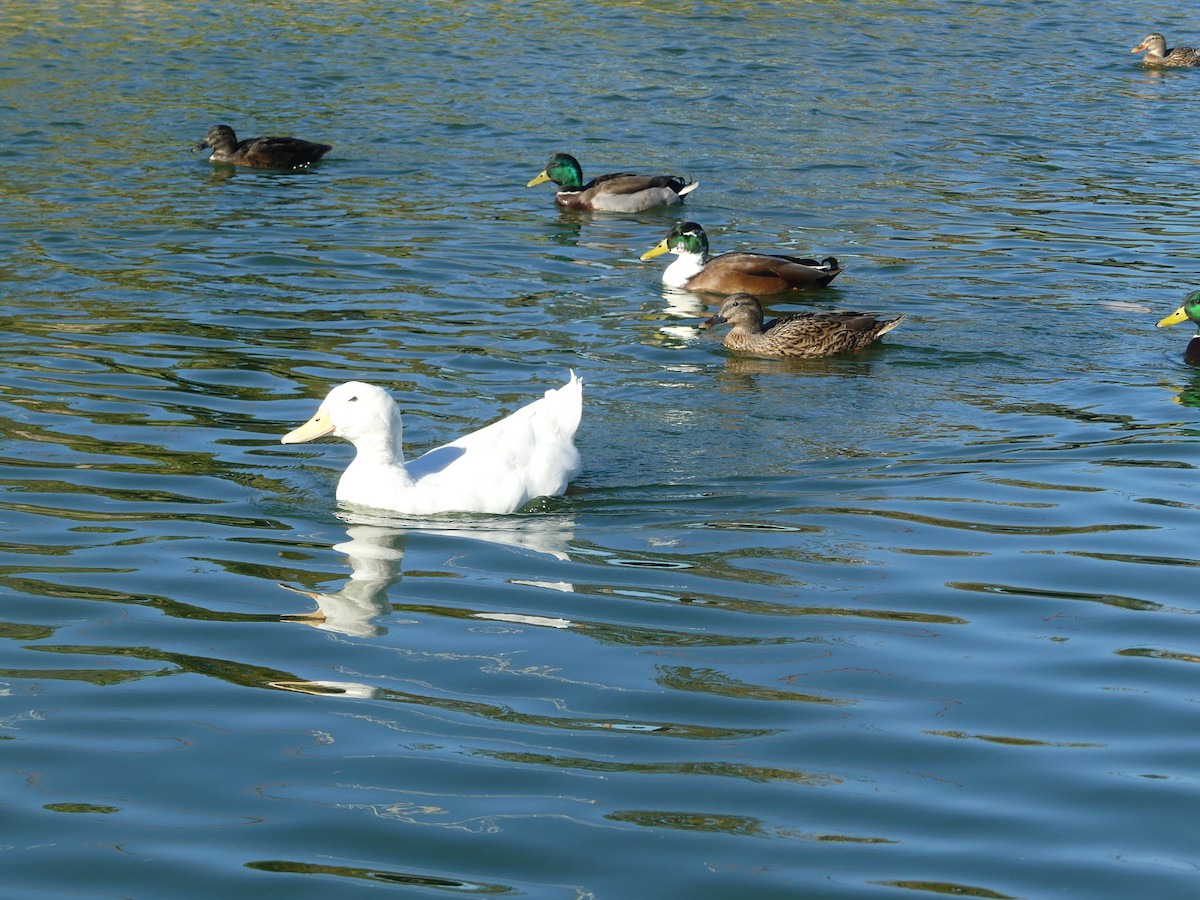 Mallard (Domestic type) - ML645929713