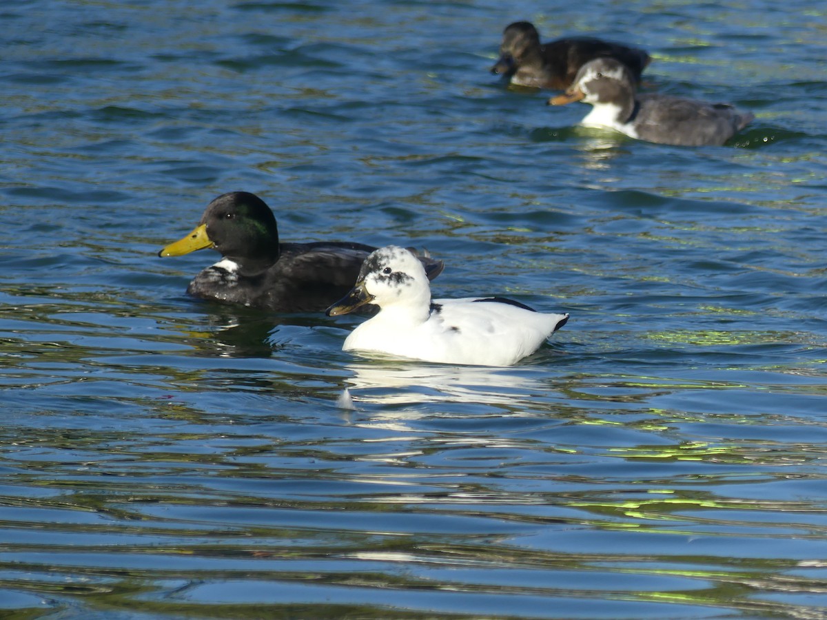 Mallard (Domestic type) - ML645929714