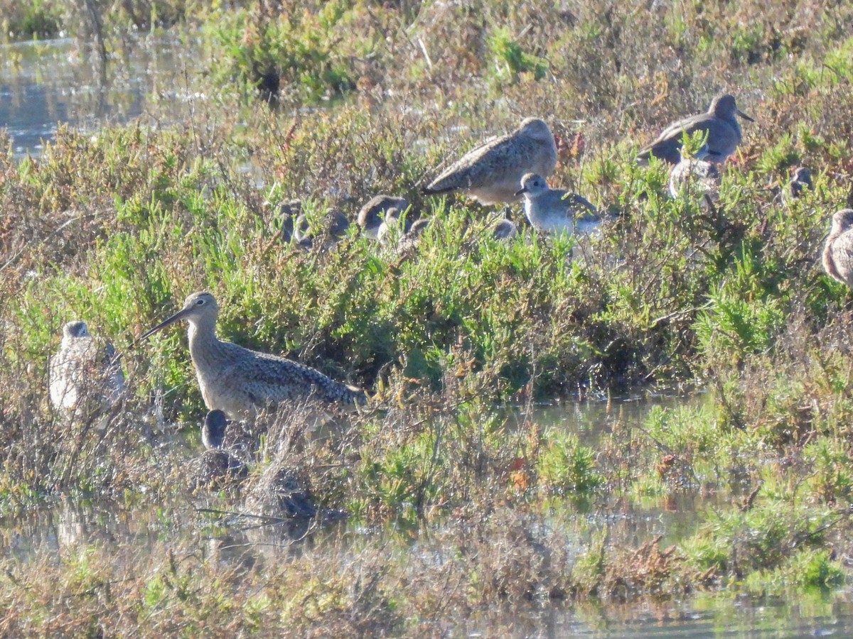 Long-billed Curlew - ML645929715