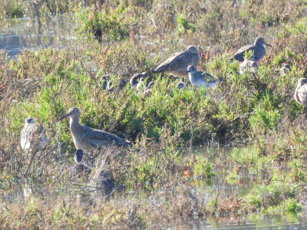 Long-billed Curlew - ML645929722