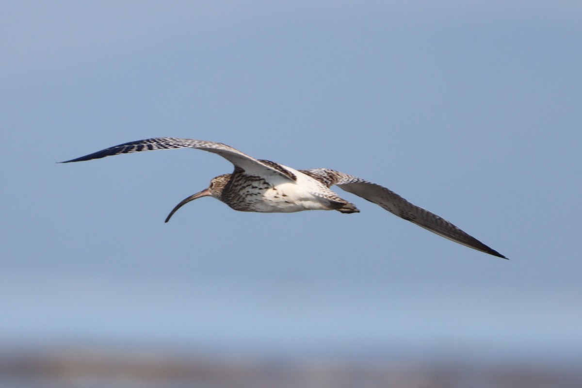 Eurasian Curlew - ML645929723