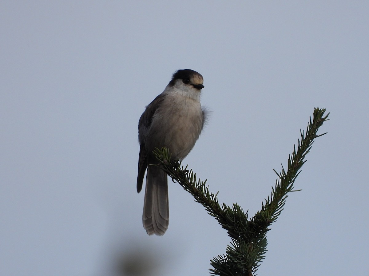 Canada Jay - ML645929725