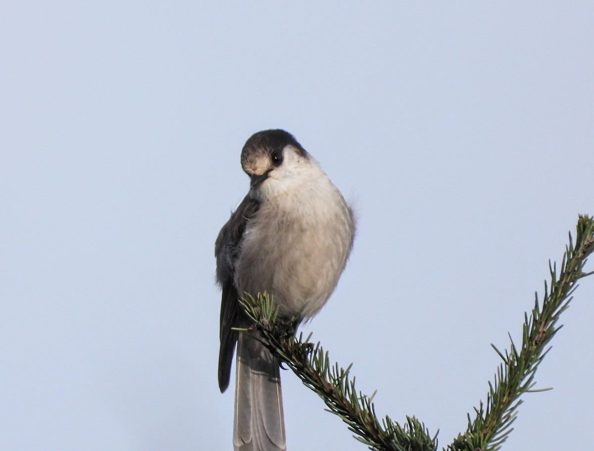 Canada Jay - ML645929727