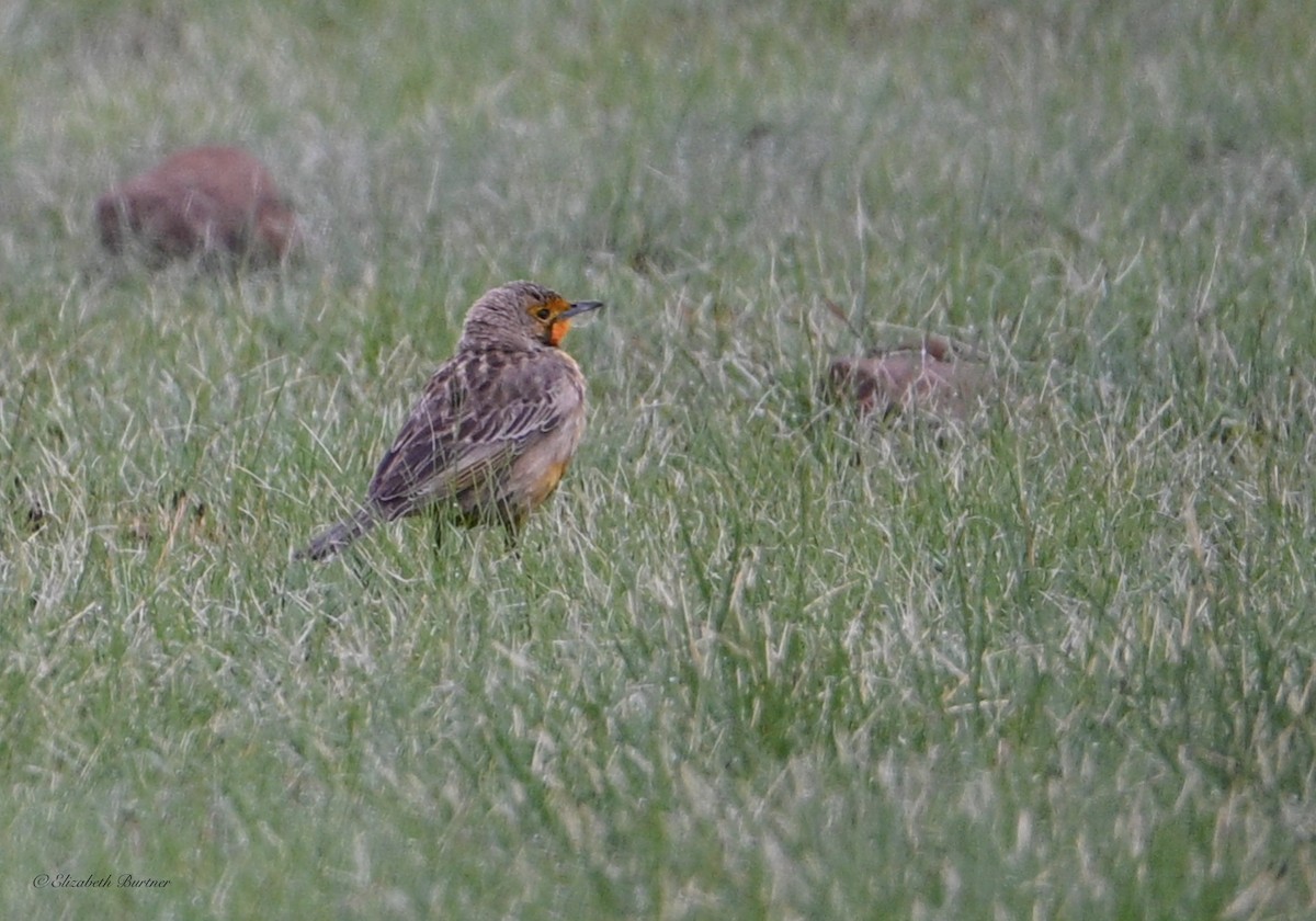 Orange-throated Longclaw - ML645929728