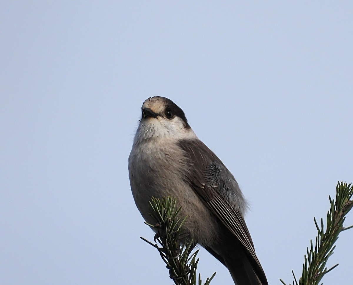 Canada Jay - ML645929729