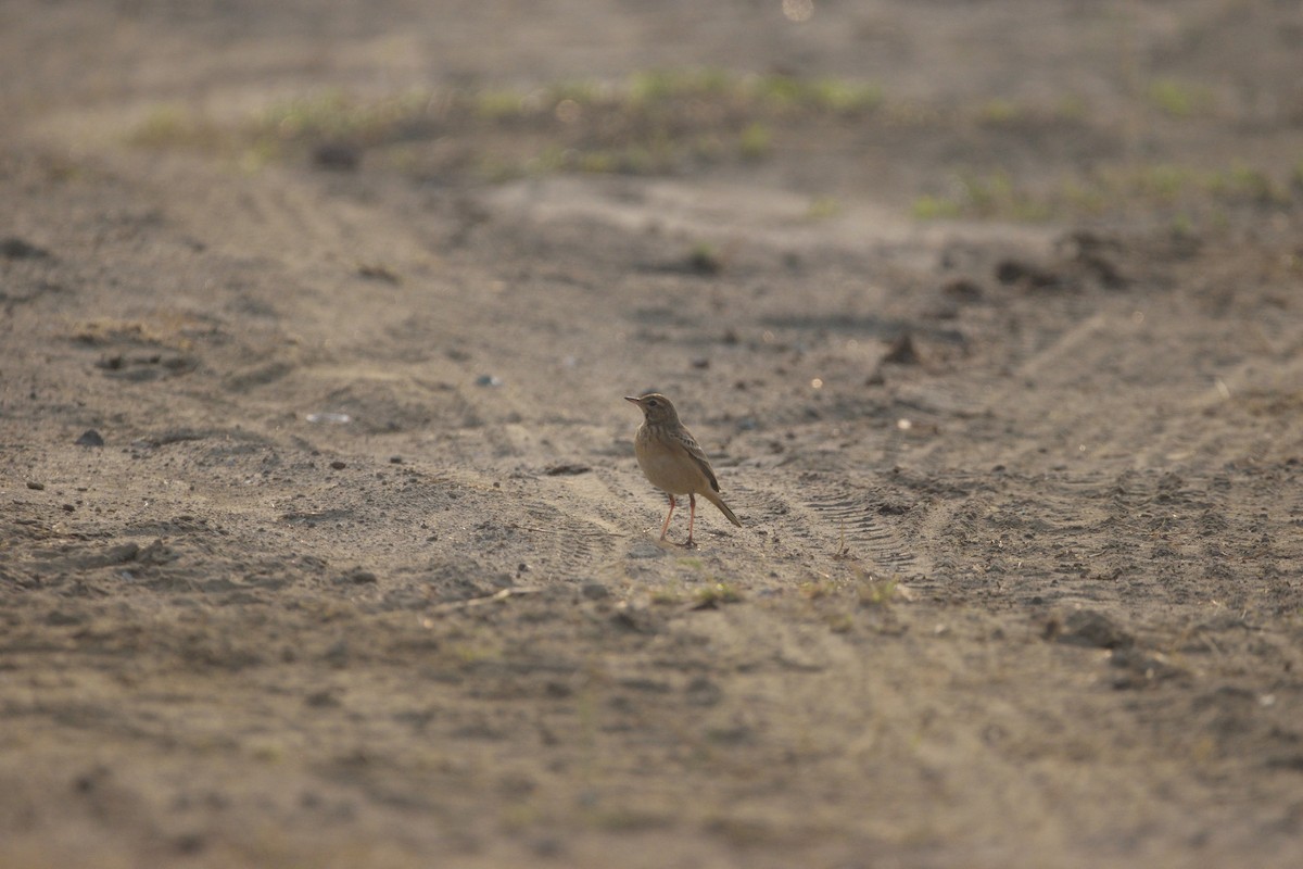 Paddyfield Pipit - ML645929730