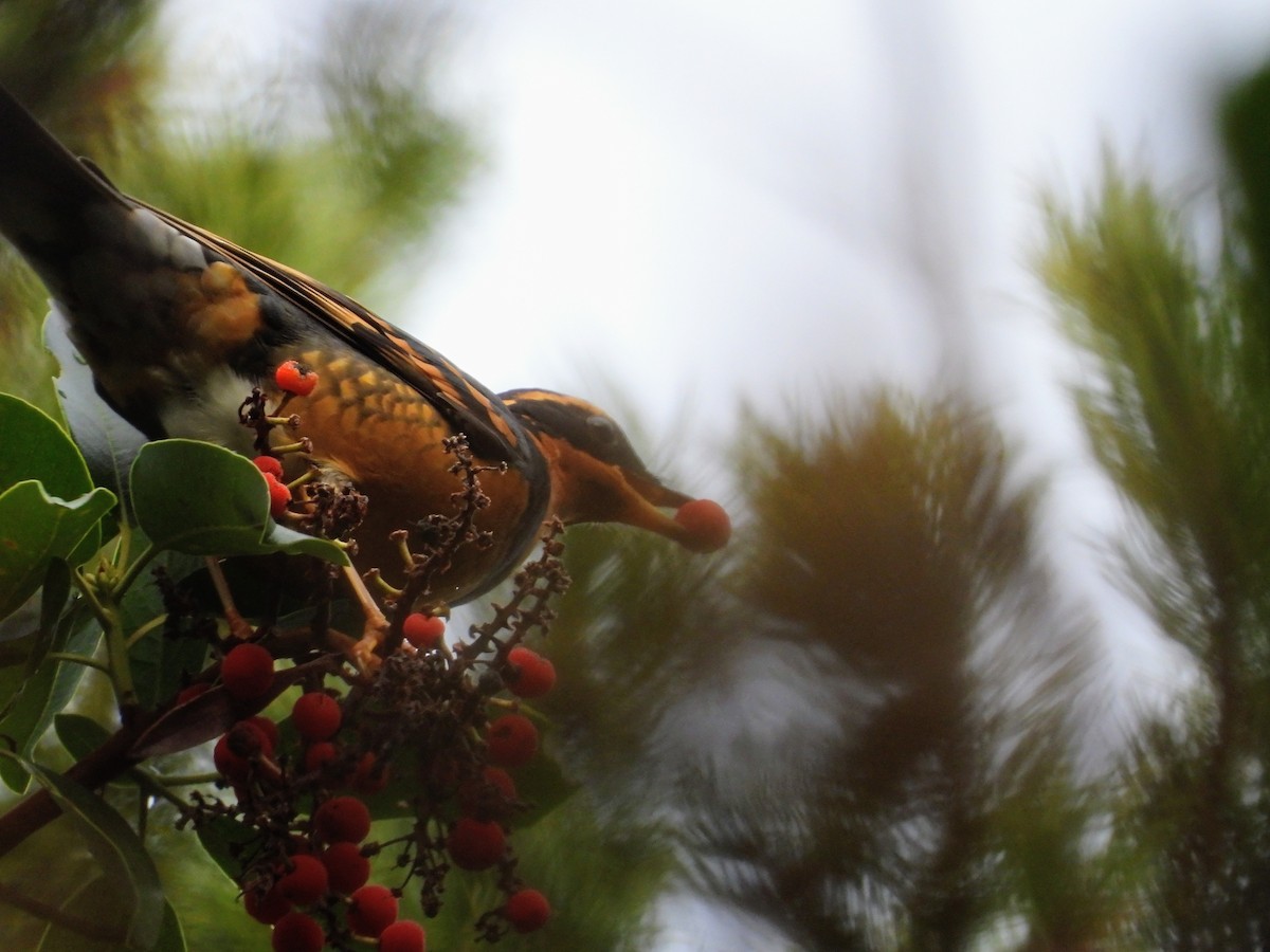 Varied Thrush - ML645929731
