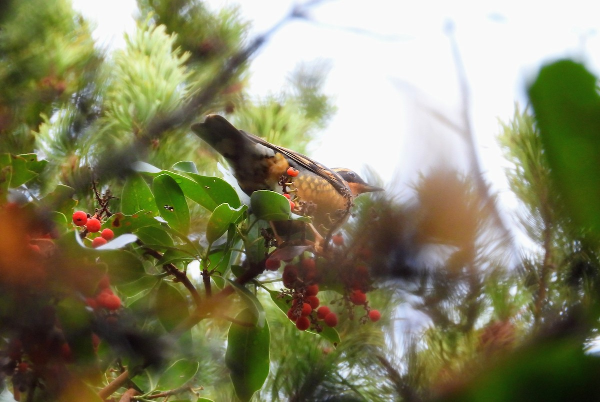 Varied Thrush - ML645929732