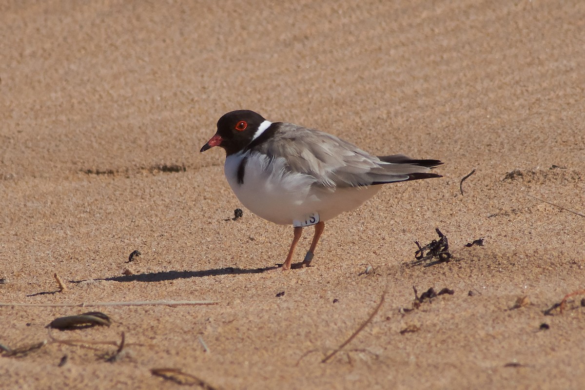 Hooded Plover - ML645929733