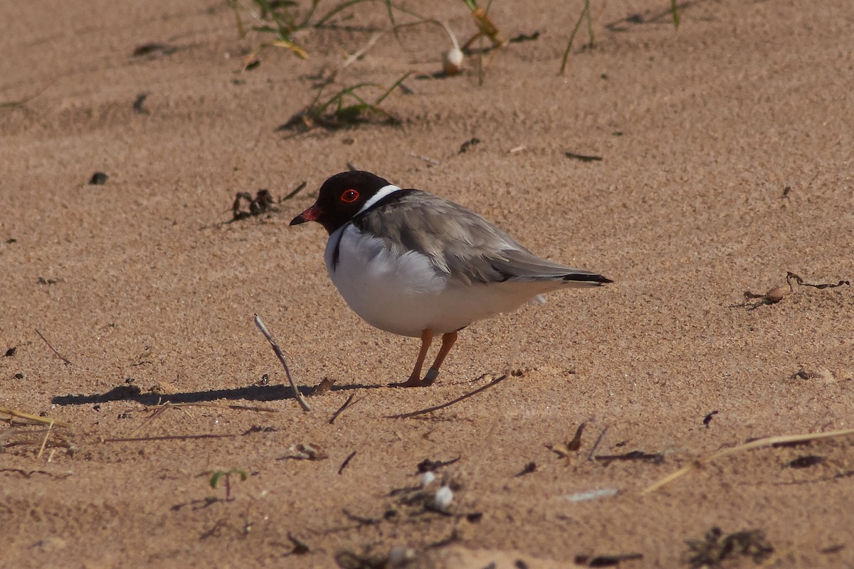 Hooded Plover - ML645929734