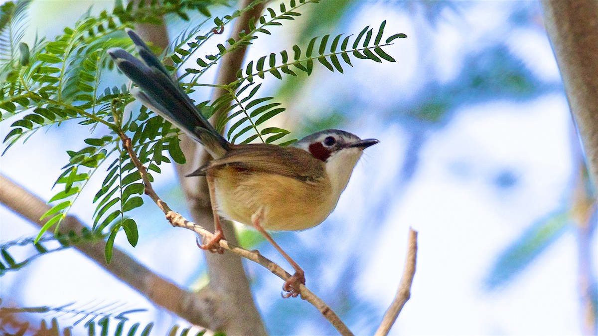 Purple-crowned Fairywren - ML645929735
