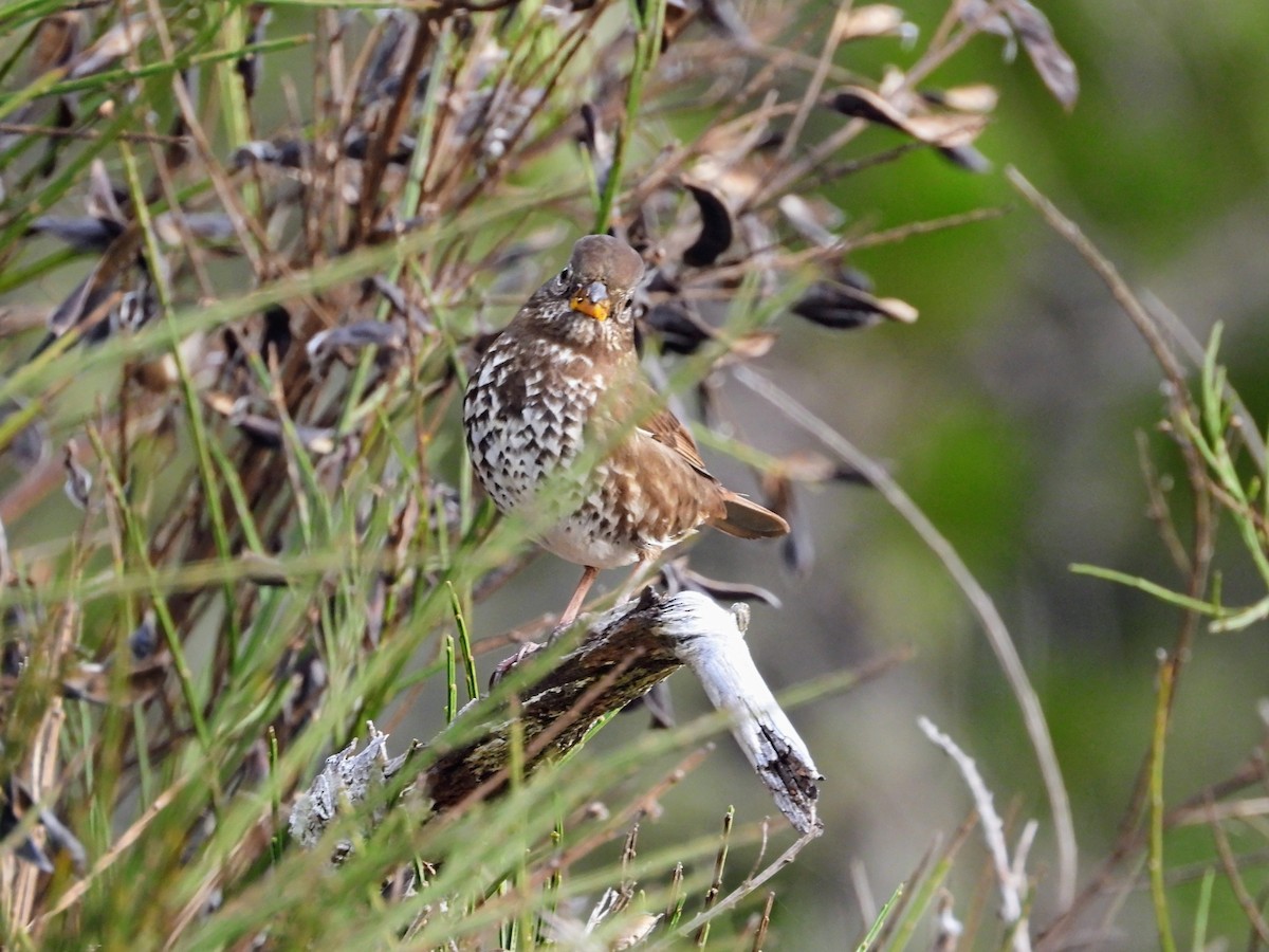 Fox Sparrow - ML645929736