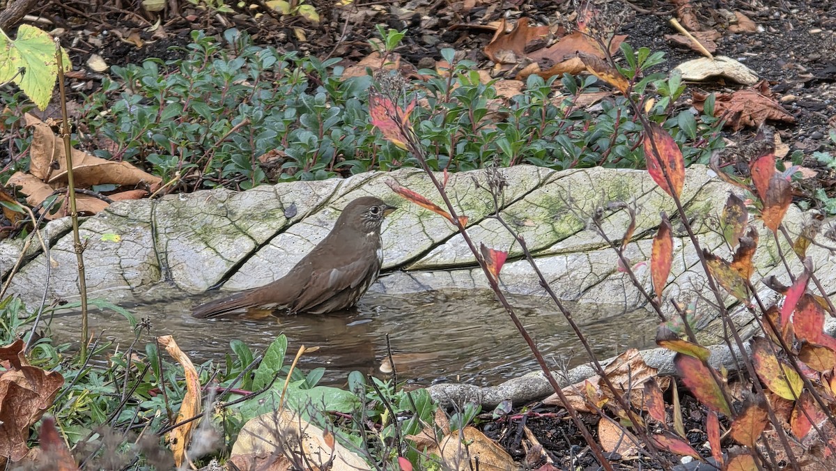 Fox Sparrow - ML645929738