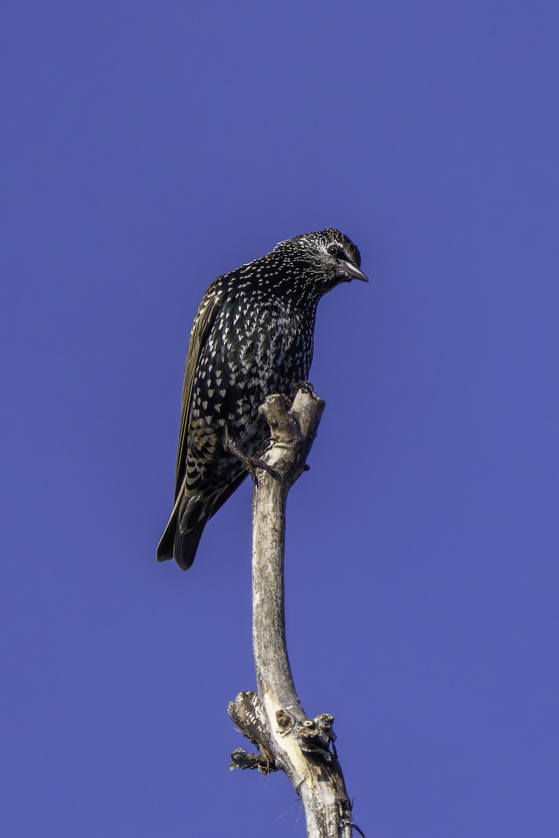 European Starling - ML645929743