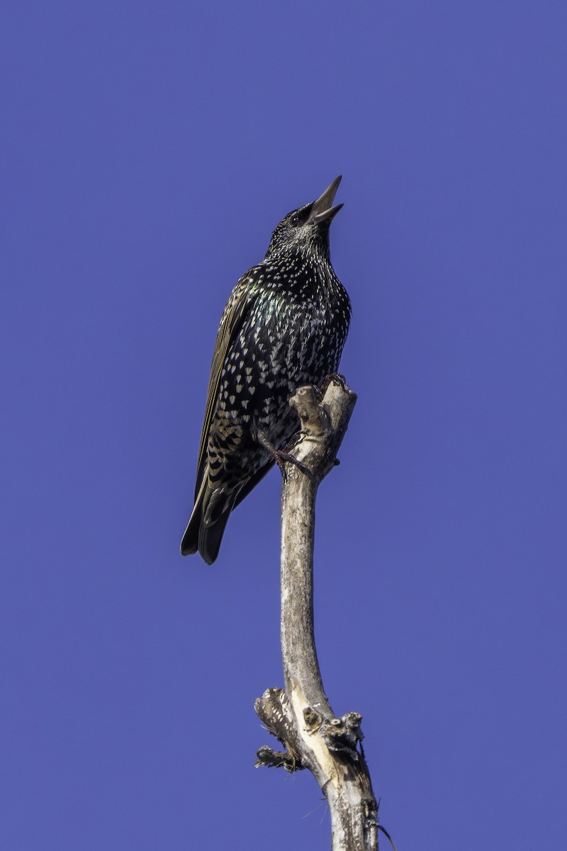 European Starling - ML645929744
