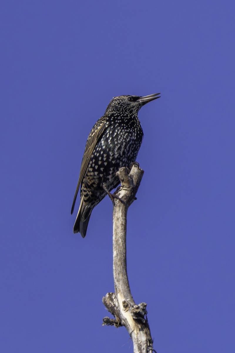 European Starling - ML645929745