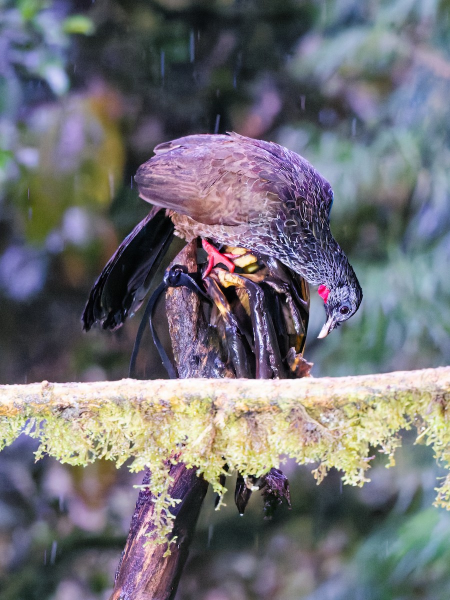 Andean Guan - ML645929746
