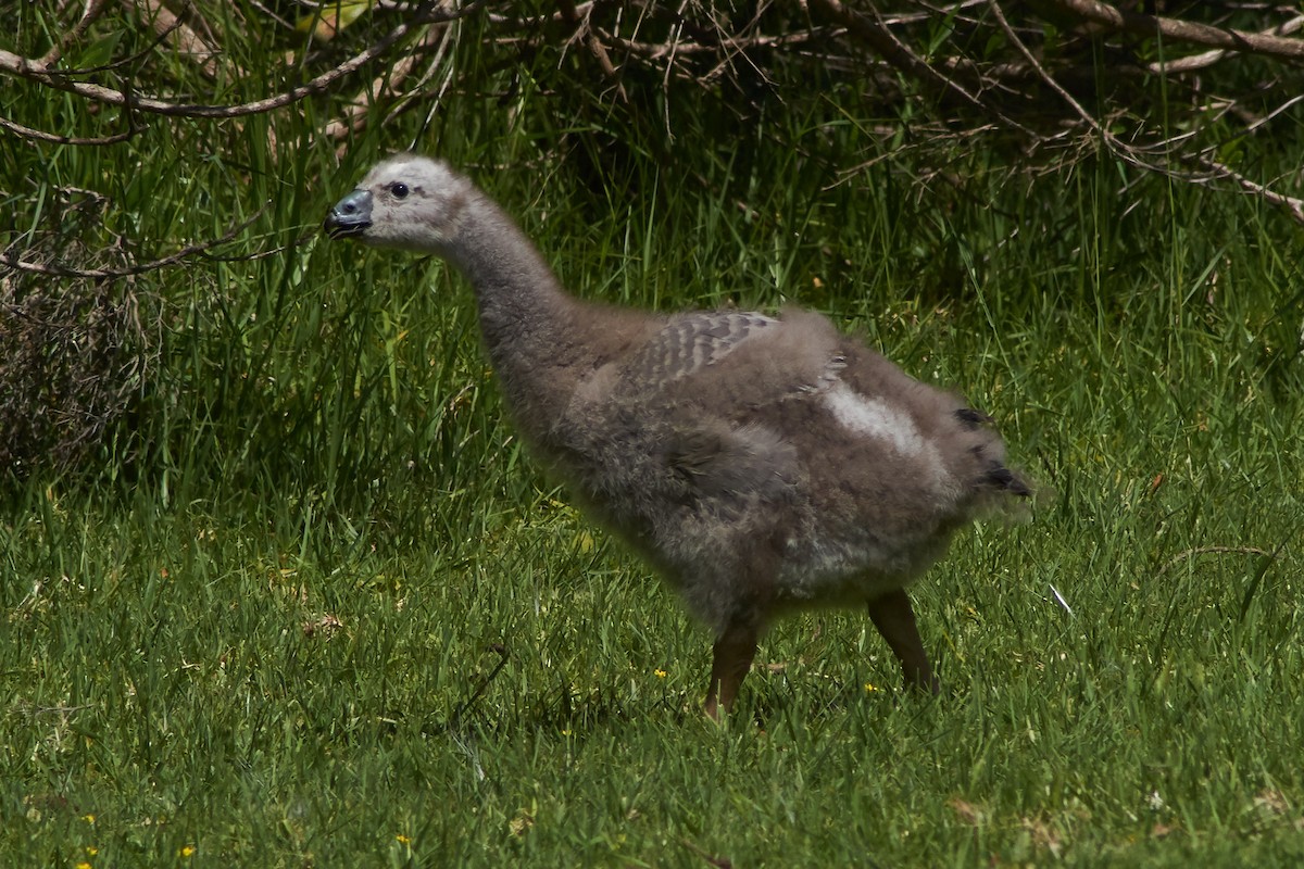 Cape Barren Goose - ML645929747