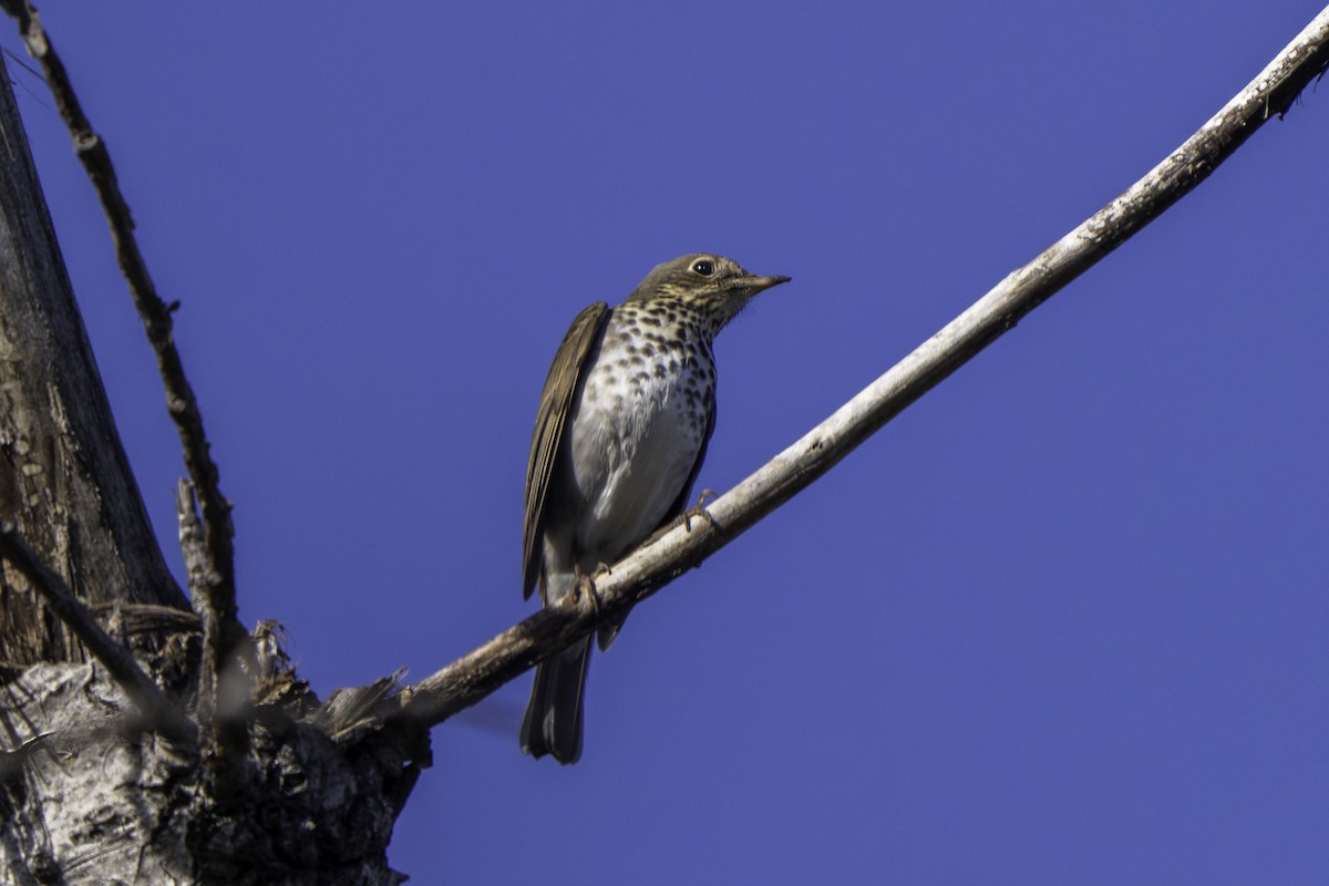 Hermit Thrush - ML645929748