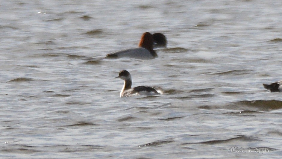 Eared Grebe - ML645929749