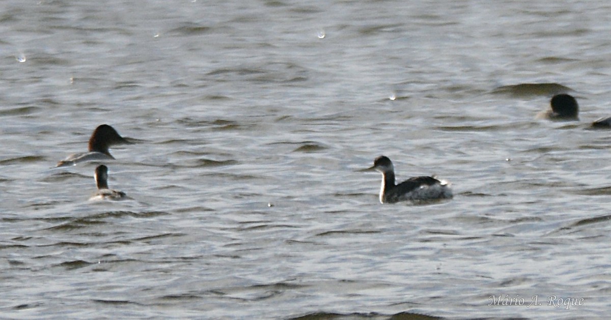 Eared Grebe - ML645929750