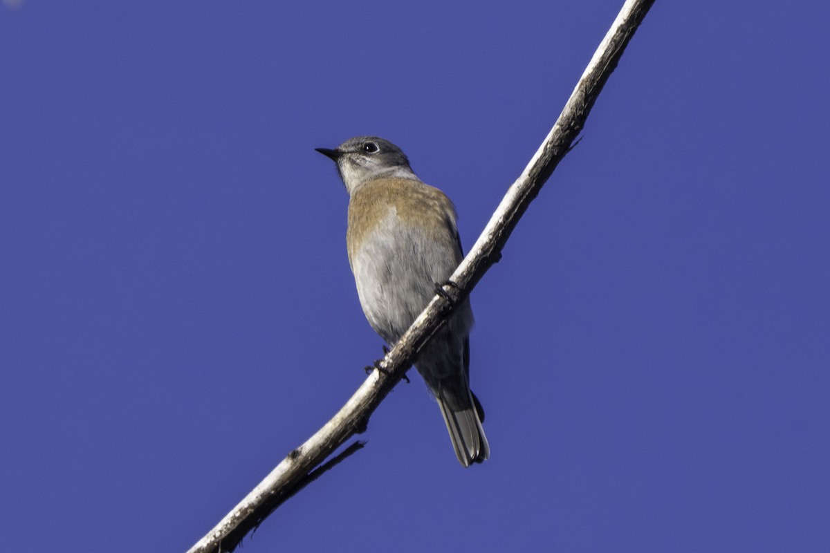 Western Bluebird - ML645929752
