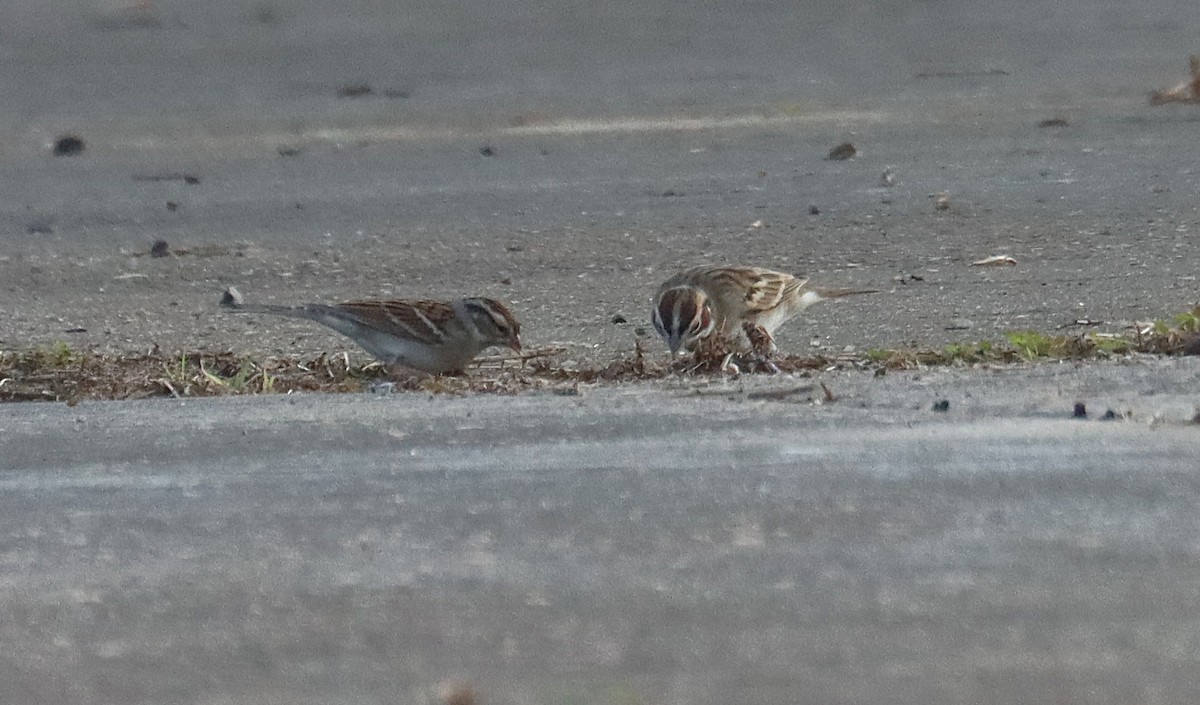 Lark Sparrow - ML645929754