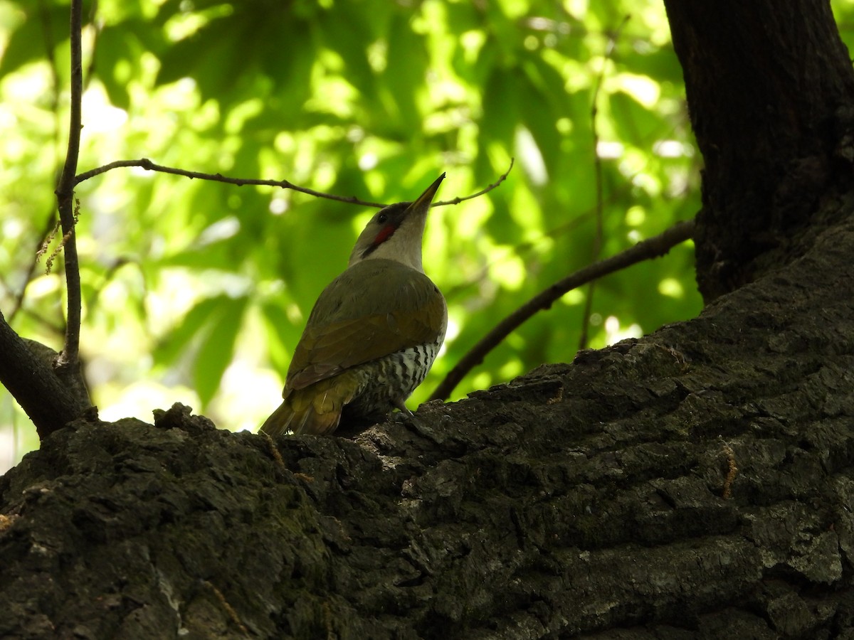 Japanese Woodpecker - ML645929761