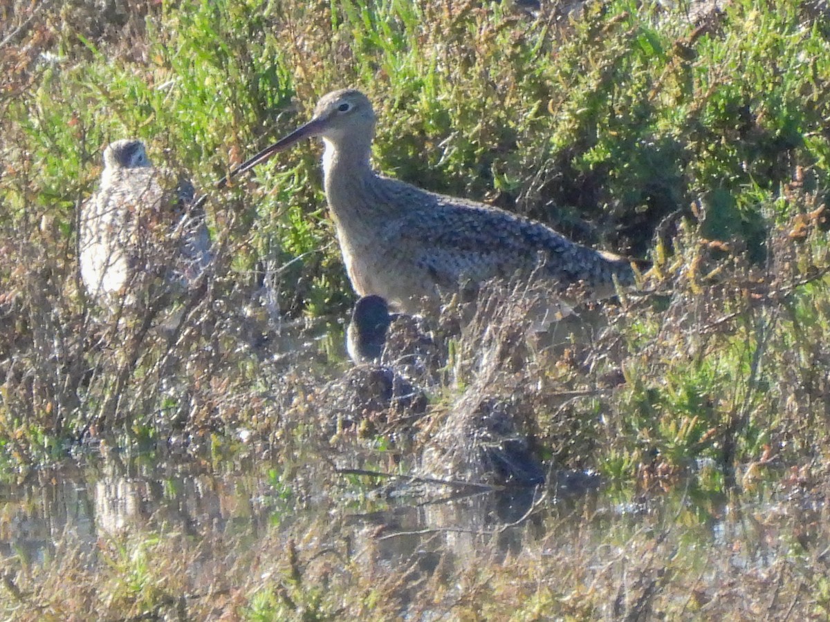 Zarapito Americano - ML645929762