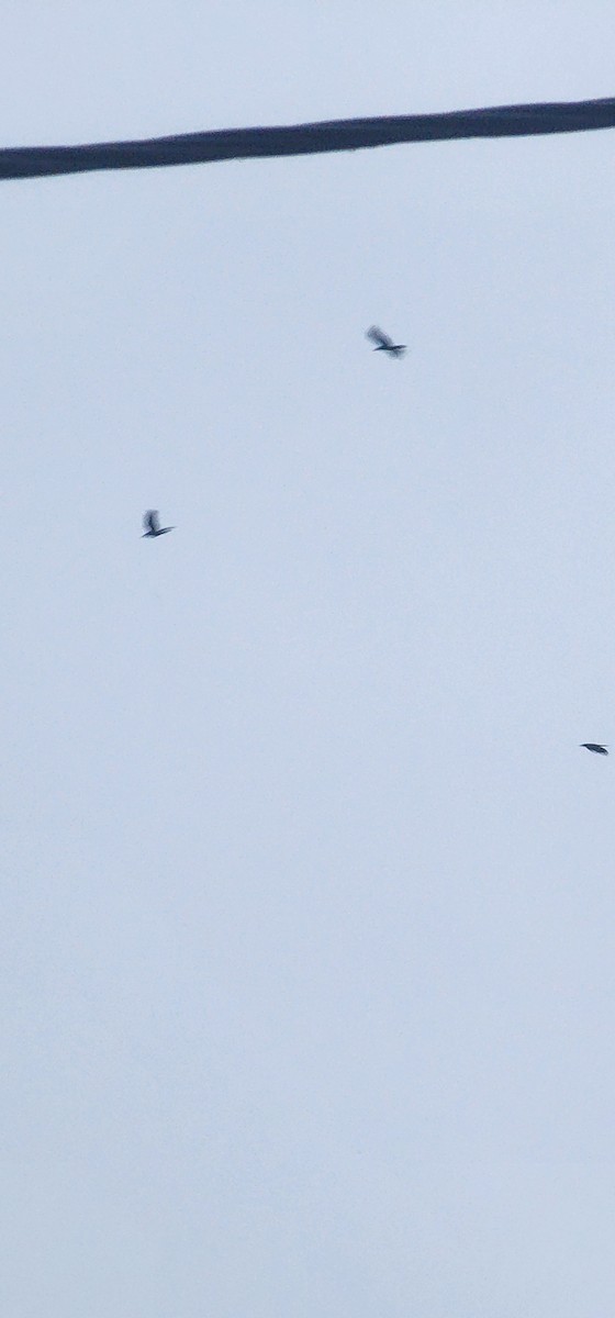 禿鼻鴉 - ML645929765