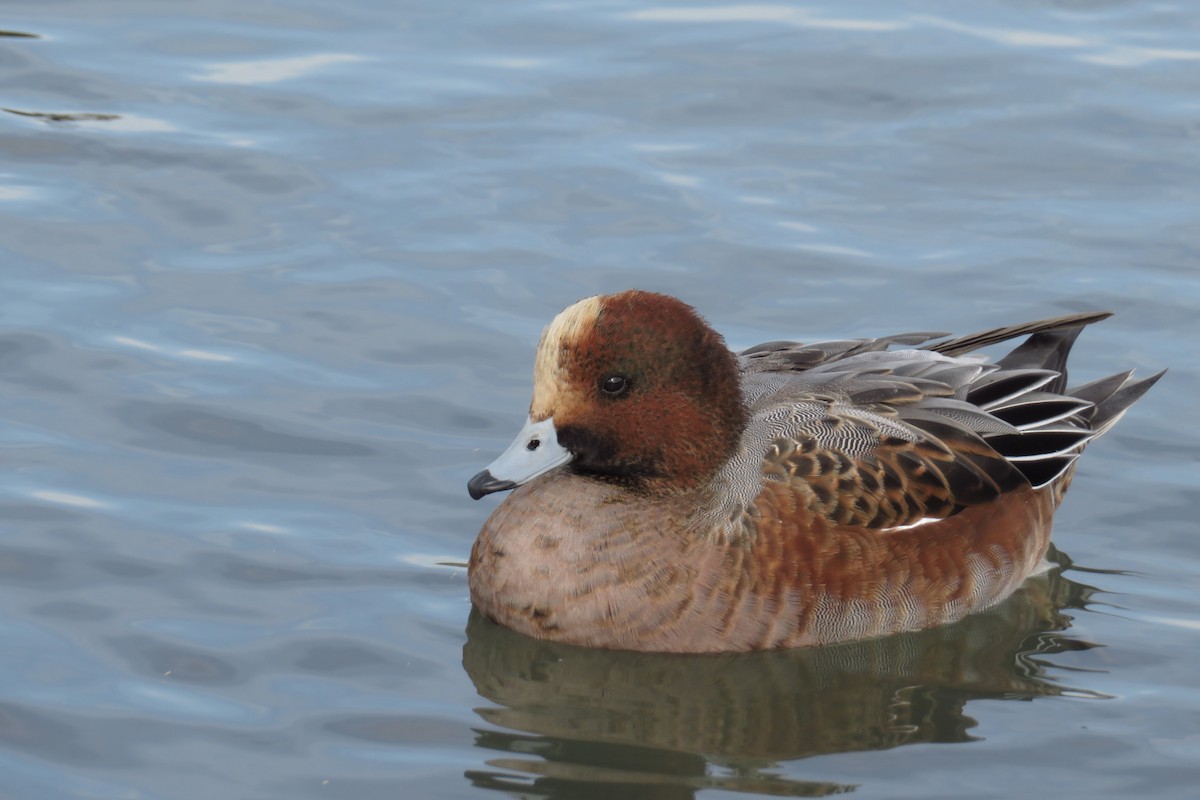 ヒドリガモ - ML645929768